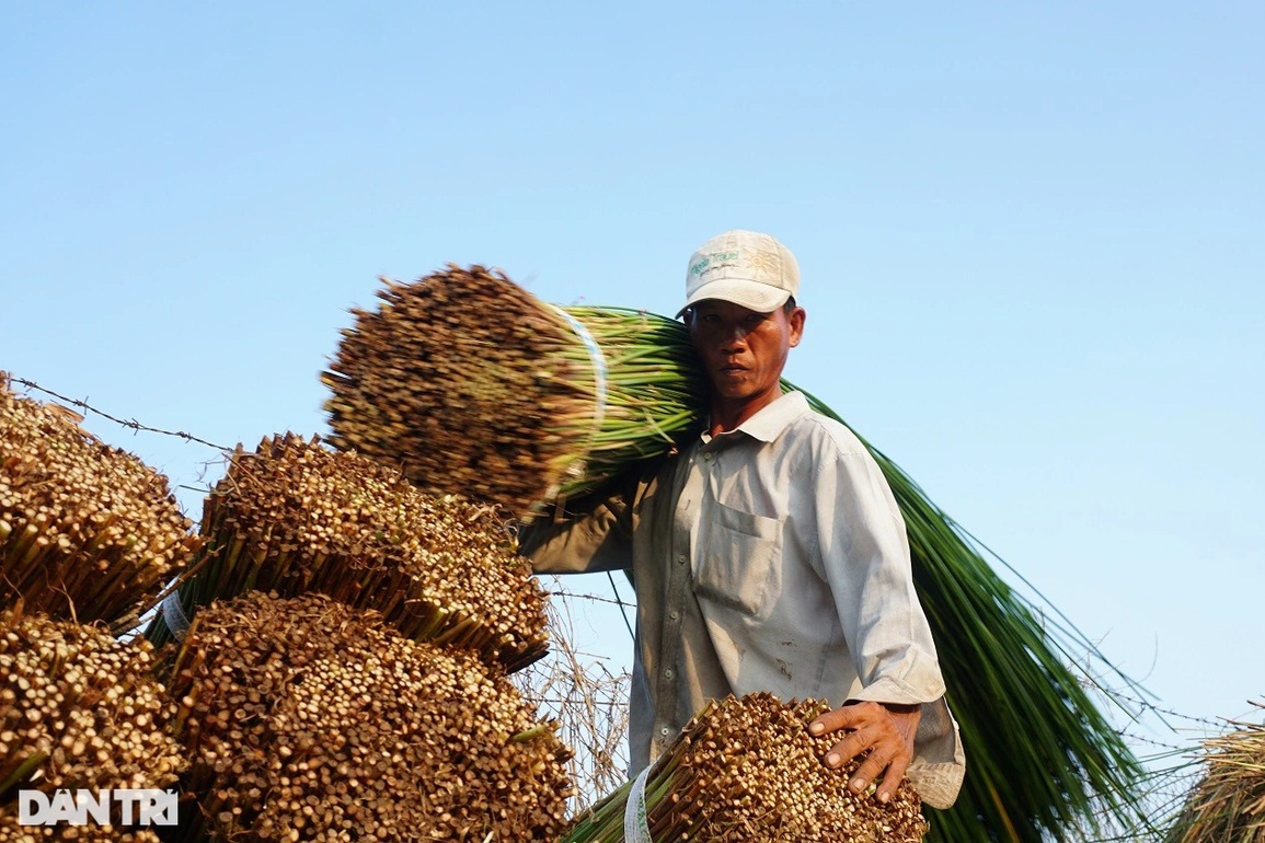 Loại cỏ cao hơn đầu người, trồng một lần gặt 7 năm, lãi gấp 3 trồng lúa - 3 Loại cỏ cao hơn đầu người, trồng một lần gặt 7 năm, lãi gấp 3 trồng lúa - 3