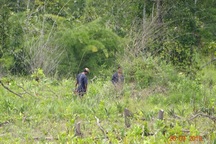 Khởi tố trưởng ban quản lý rừng phòng hộ vì để “mất rừng”