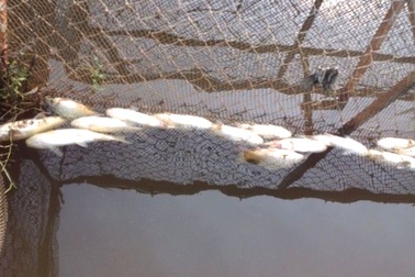 Cá chết hàng loạt bất thường trên sông Bùng