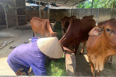 Hà Tĩnh đa dạng hóa sinh kế, giúp người dân thoát nghèo