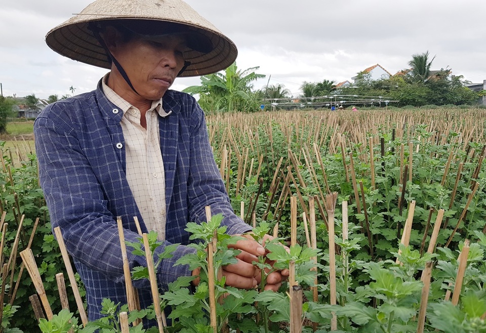 Khánh Hòa: Người trồng hoa cúc hối hả xuống vườn, phập phồng lo đầu ra - 5 Khánh Hòa: Người trồng hoa cúc hối hả xuống vườn, phập phồng lo đầu ra - 5