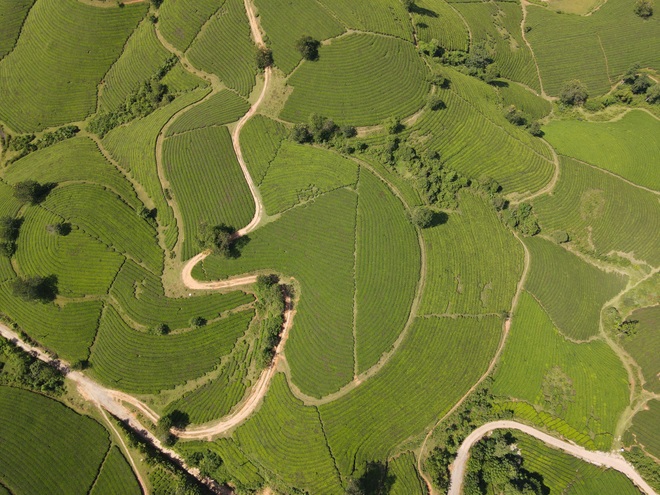 Choáng ngợp vẻ đẹp của đồi chè hình bát úp độc nhất Việt Nam - 7