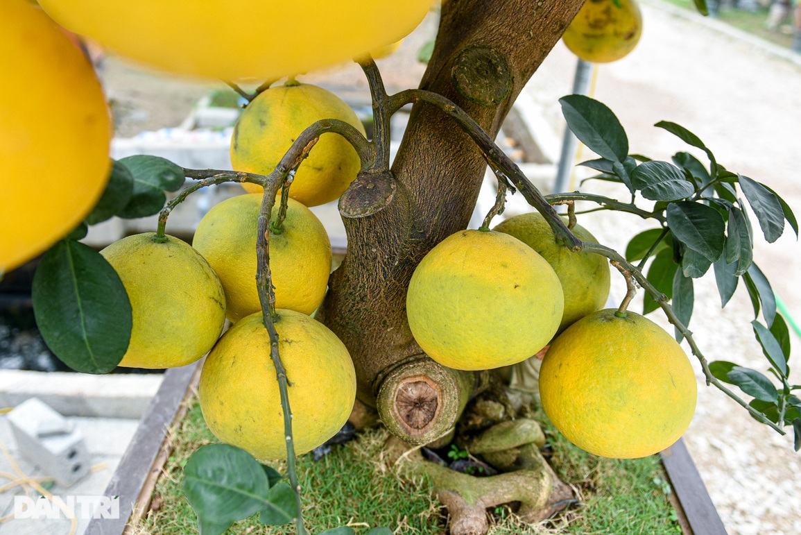 Cây bưởi dáng độc, khách đổi 2 cây vàng chủ vẫn không bán ở Hưng Yên - 5 Cây bưởi dáng độc, khách đổi 2 cây vàng chủ vẫn không bán ở Hưng Yên - 5