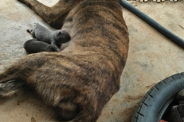 Đà Nẵng lập sổ quản lý chó, mèo