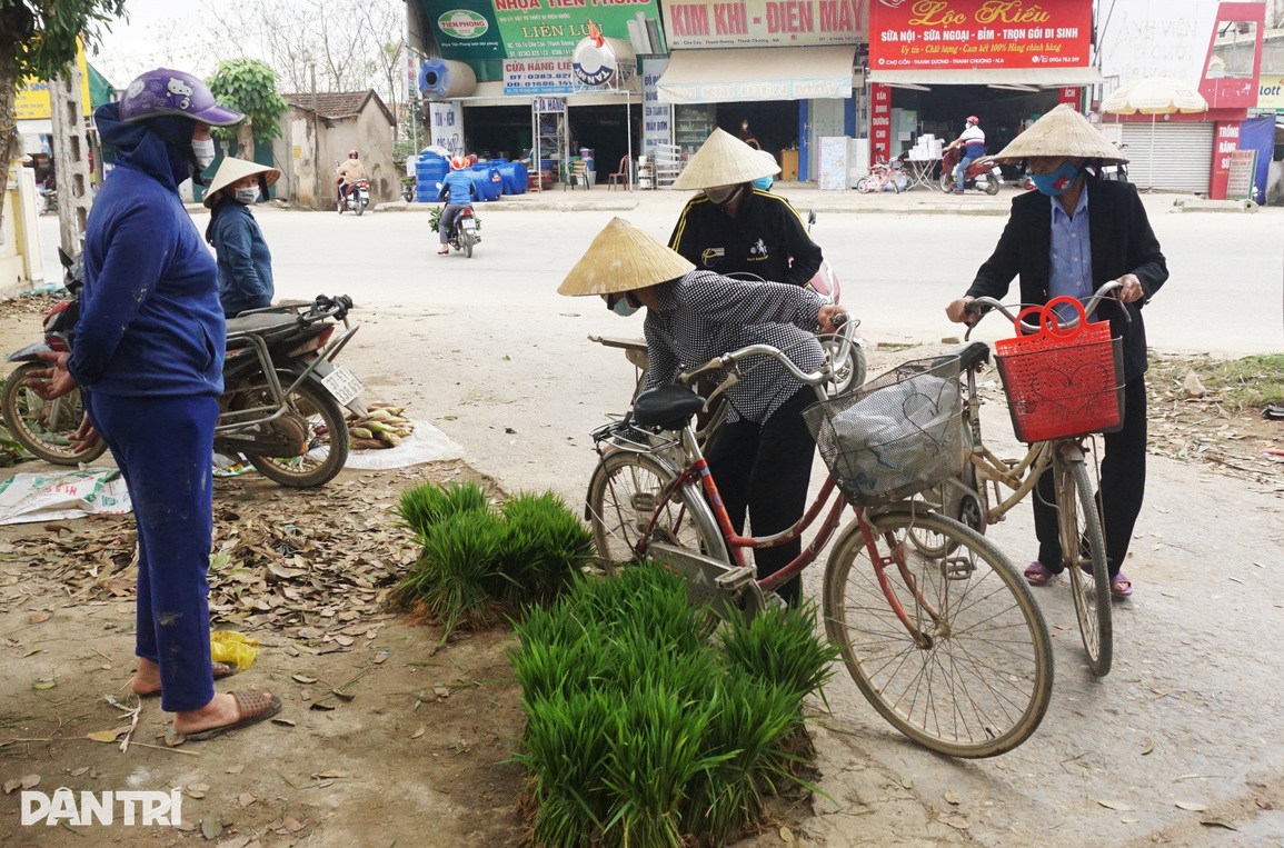 Nhổ lúa non bán như rau, nông dân bỏ túi cả trăm ngàn đồng mỗi ngày - 3 Nhổ lúa non bán như rau, nông dân bỏ túi cả trăm ngàn đồng mỗi ngày - 3