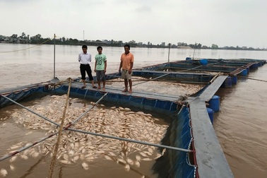 Gần 80 tấn cá lồng sắp thu hoạch chết trắng trên sông Hồng