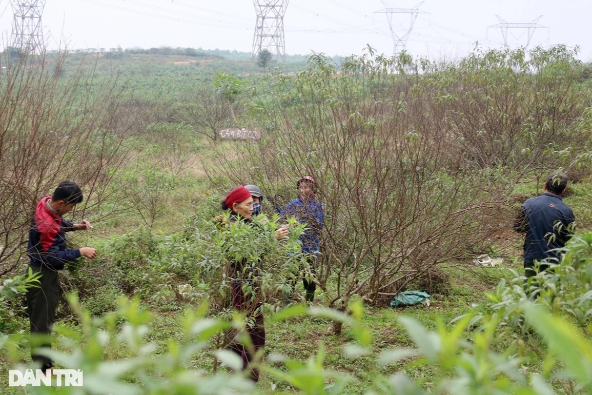 Nghề tuốt lá đếm tiền mùa vụ Tết - 12 Nghề tuốt lá đếm tiền mùa vụ Tết - 12