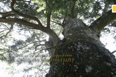 Cây tùng cổ thụ 1.900 năm tuổi với thân cây rỗng hoàn toàn