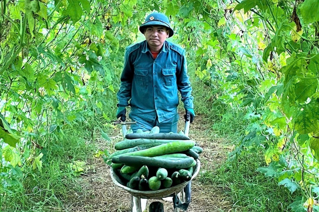 Nông dân thu 200 triệu đồng từ loại cây trồng trái vụ ở bãi bồi ven sông - 3