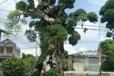 Duối kiểng "Đại cổ trường sinh" được rao bán 3 tỷ đồng có gì đặc biệt?