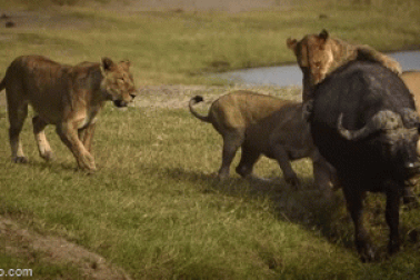 Bị đàn sư tử vây bắt, trâu rừng lợi dụng địa hình trốn thoát khó tin