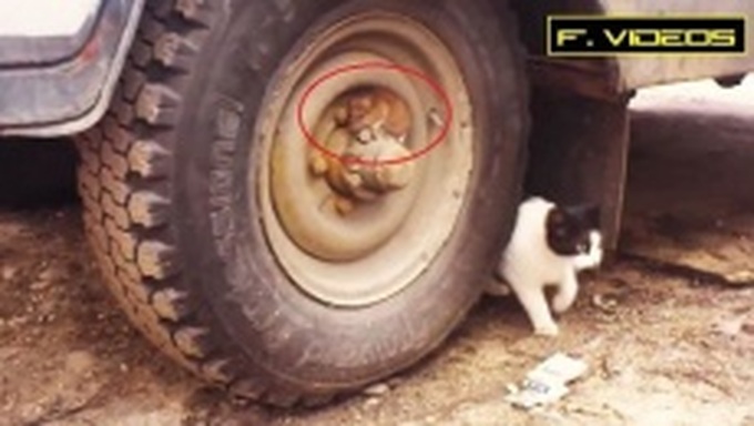 Siêu hài hước với Tom và Jerry phiên bản ngoài đời thực