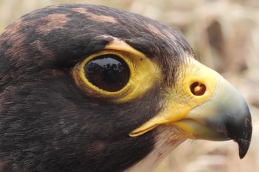 Vì sao loài chim này lại được gọi là “Chiến đấu cơ có lông”?