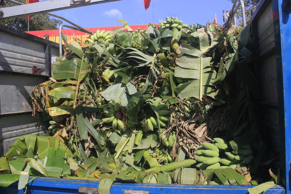 Vựa chuối lớn nhất Quảng Trị nhộn nhịp những ngày giáp Tết - 10 Vựa chuối lớn nhất Quảng Trị nhộn nhịp những ngày giáp Tết - 10