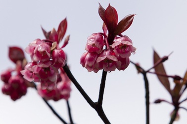 Ngắm hoa đào chuông "lạ" ở Bà Nà