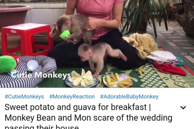 Đăng video nuôi nhốt khỉ lên Youtube, một phụ nữ bị cơ quan chức năng "sờ gáy"