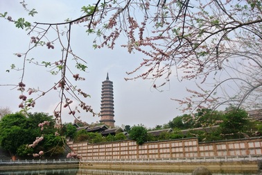 Hoa anh đào khoe sắc tuyệt đẹp trong ngôi chùa lớn nhất Việt Nam