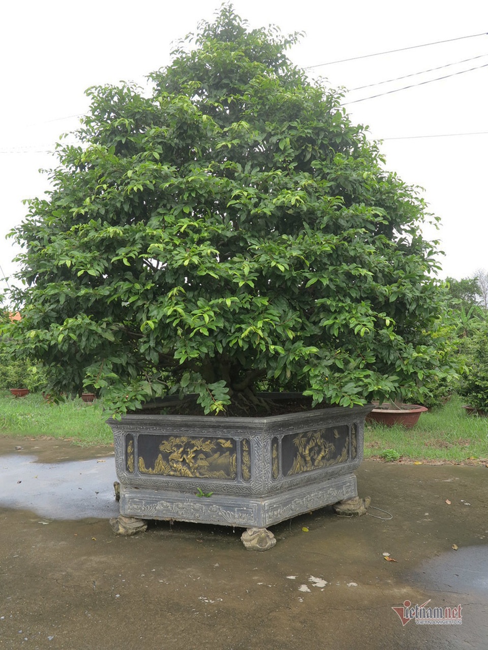 Từ 4 cây mai trồng vì đam mê, anh nông dân thu 5 tỷ đồng/năm - 1 Từ 4 cây mai trồng vì đam mê, anh nông dân thu 5 tỷ đồng/năm - 1