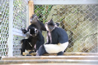 Voọc mông trắng và “sự trở về chính ngôi nhà của mình”