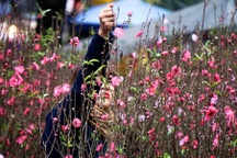 Chợ hoa lâu đời nhất Hà Nội ngày cận Tết