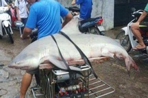 Xác minh cá lạ nghi là cá mập xuất hiện ở Vịnh Hạ Long