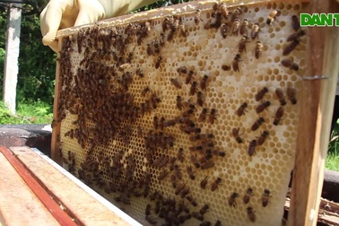 Làm giàu từ nghề nuôi loài "ruồi có độc"