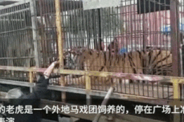 Kinh hoàng khoảnh khắc hổ trong gánh xiếc tấn công người cho ăn