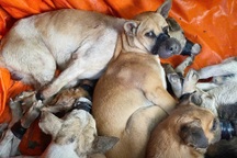 Bắt giam nhóm đi ô tô trộm 40 con chó mỗi đêm ở Tây Ninh