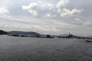 Xuất hiện cá tự nhiên chết trên biển Thanh Hóa