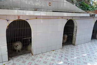 Thăm “hotel chó, mèo” độc nhất vô nhị Hà thành