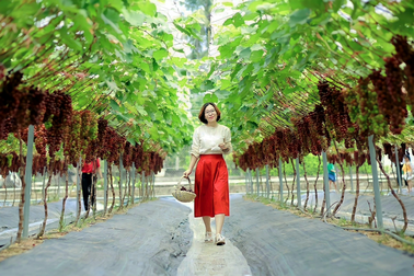 Người đàn ông bỏ lương cao, "cãi trời" thu nửa tỷ đồng mỗi năm