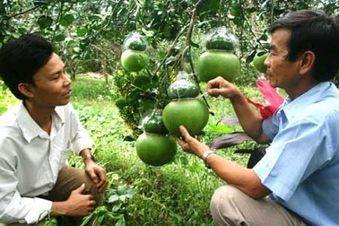 Hàng “độc” sẵn sàng ra chợ Tết