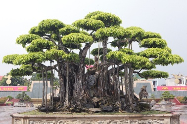 “Siêu cây” Việt khách Nhật trả 460 tỷ đồng không bán: Chủ nhân nói gì về thông tin “làm giá”?