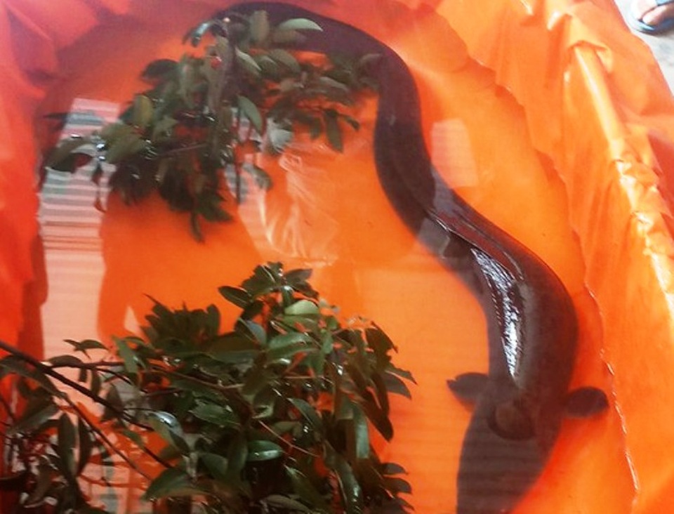 Đi thăm ruộng bắt được cá lệch nặng hơn 10kg - 1 Đi thăm ruộng bắt được cá lệch nặng hơn 10kg - 1