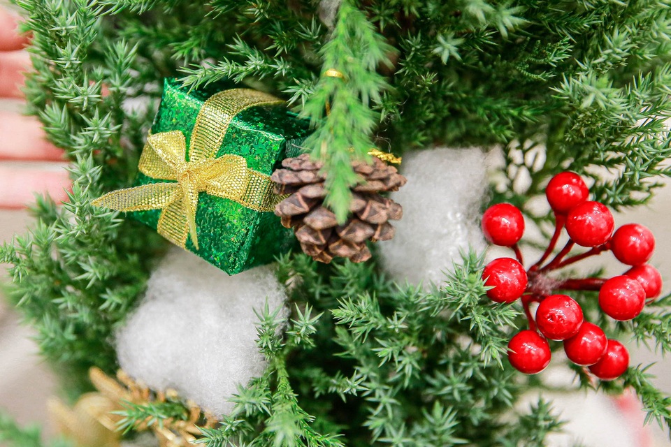 Xu hướng chơi cây tùng thơm thay cho cây thông mùa Noel 2020 - 6 Xu hướng chơi cây tùng thơm thay cho cây thông mùa Noel 2020 - 6