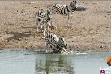 Sốc với hình ảnh ngựa vằn đực định giết con non để sớm được giao phối