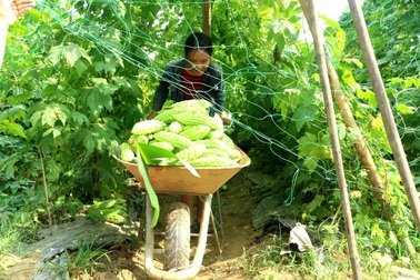 Nông dân hối hả thu hoạch rau quả phục vụ Tết