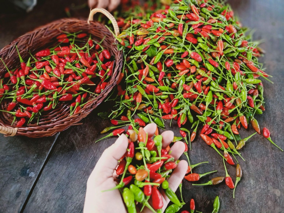 Ông bố gà trống nuôi con làm mảnh vườn gần 4.000m2 ở Bình Thuận - 9