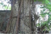 Hà Nội: Cả làng "không ngủ" bảo vệ cây sưa bạc tỷ