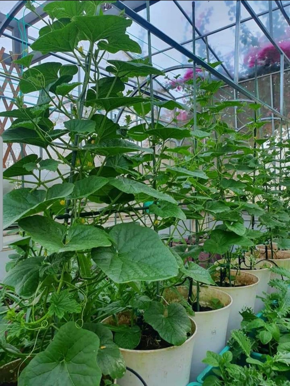 Vườn rau trái sum suê, thu hoạch mỏi tay của  nữ gia chủ ở Quy Nhơn - 6