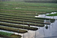 Đóng bè làm ruộng, nông dân dựng trang trại nổi trồng rau, đối phó lũ lụt