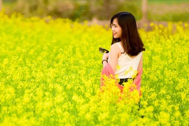 Sau cúc họa mi, giới trẻ Hà thành ngất ngây với hoa cải vàng rực rỡ