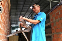 Nuôi loài bò sát nhìn là "nổi da gà", doanh thu 4 tỷ đồng/năm