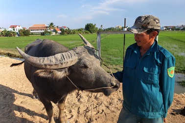 Đến trâu cũng thất nghiệp do dịch... Covid-19