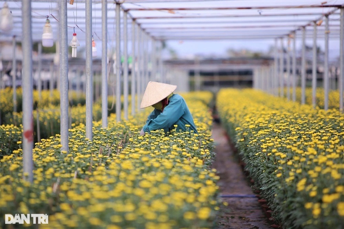 Vượt khó mùa dịch, làng hoa lớn nhất Đà Nẵng tất bật ngày giáp Tết - 5