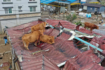 Giải cứu đàn bò mắc kẹt... trên mái nhà vì mưa lũ