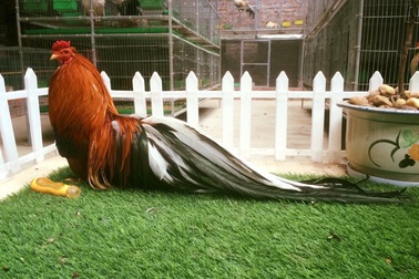 Chiêm ngưỡng đàn gà tre đuôi dài cả mét giá siêu đắt đỏ của 8x Hà Nội