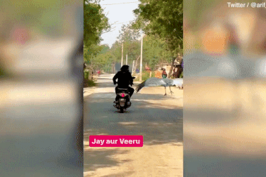 Sếu đầu đỏ bay bám riết ân nhân sau khi được cứu sống