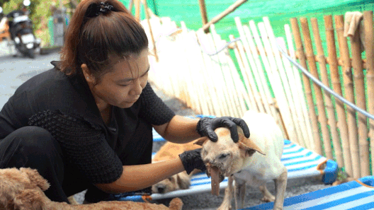 Từ nhân viên văn phòng đến người mẹ của 90 chú chó tật nguyền