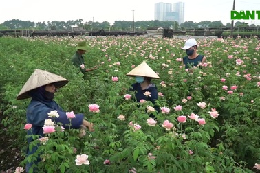 Cận cảnh hàng trăm hecta trồng hoa bị cắt bỏ do không thể tiêu thụ ở Hà Nội
